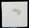 Cretaceous Fossil Shrimp Carpopenaeus - Lebanon #20889-1